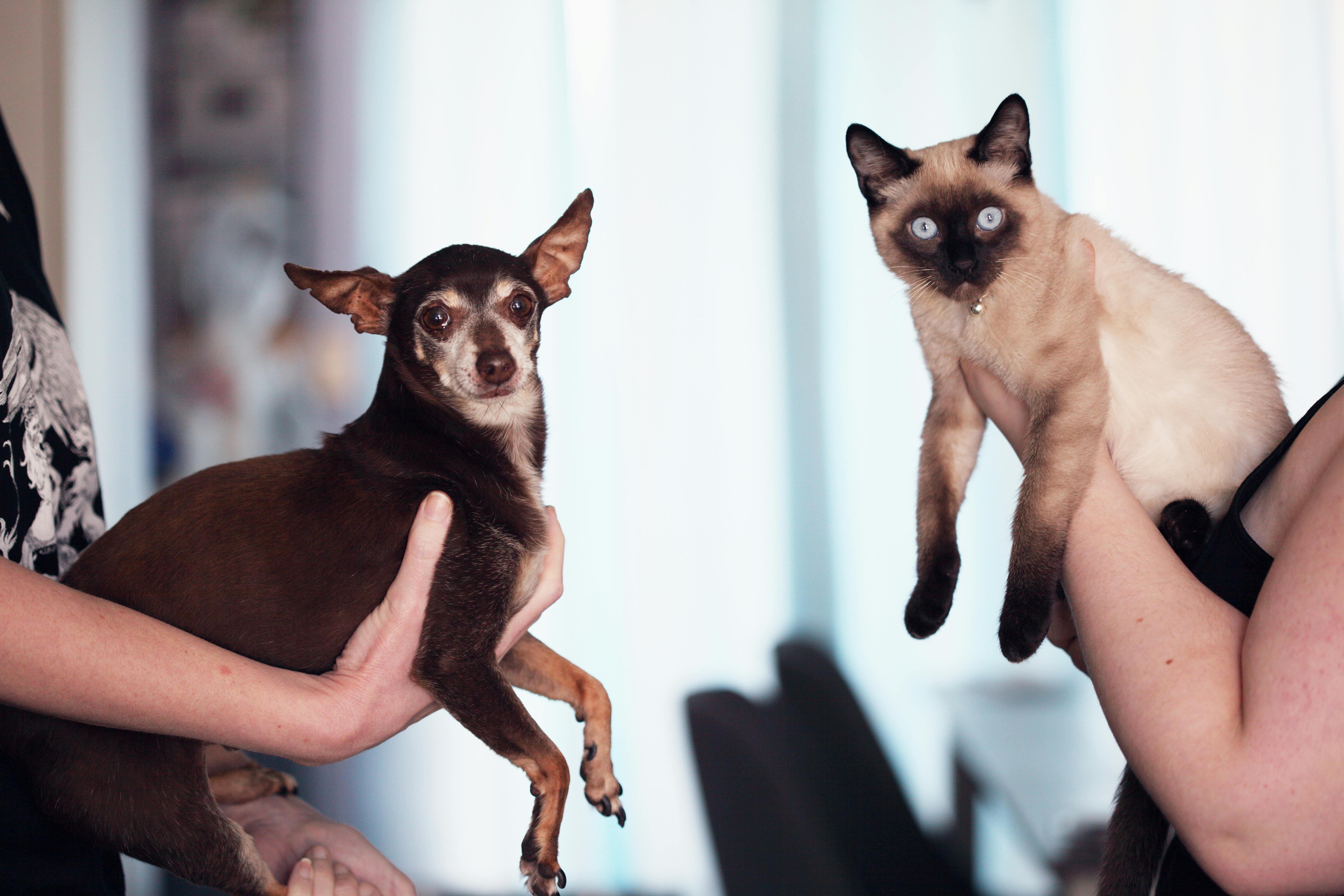 Lessons from a $20K Emotional Support Animal Settlement